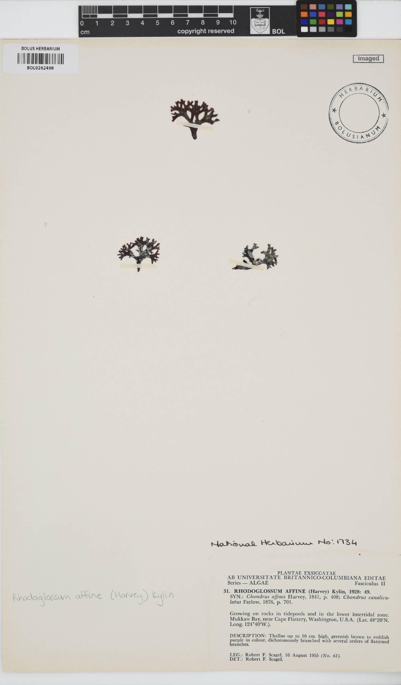 Mazzaella affinis image