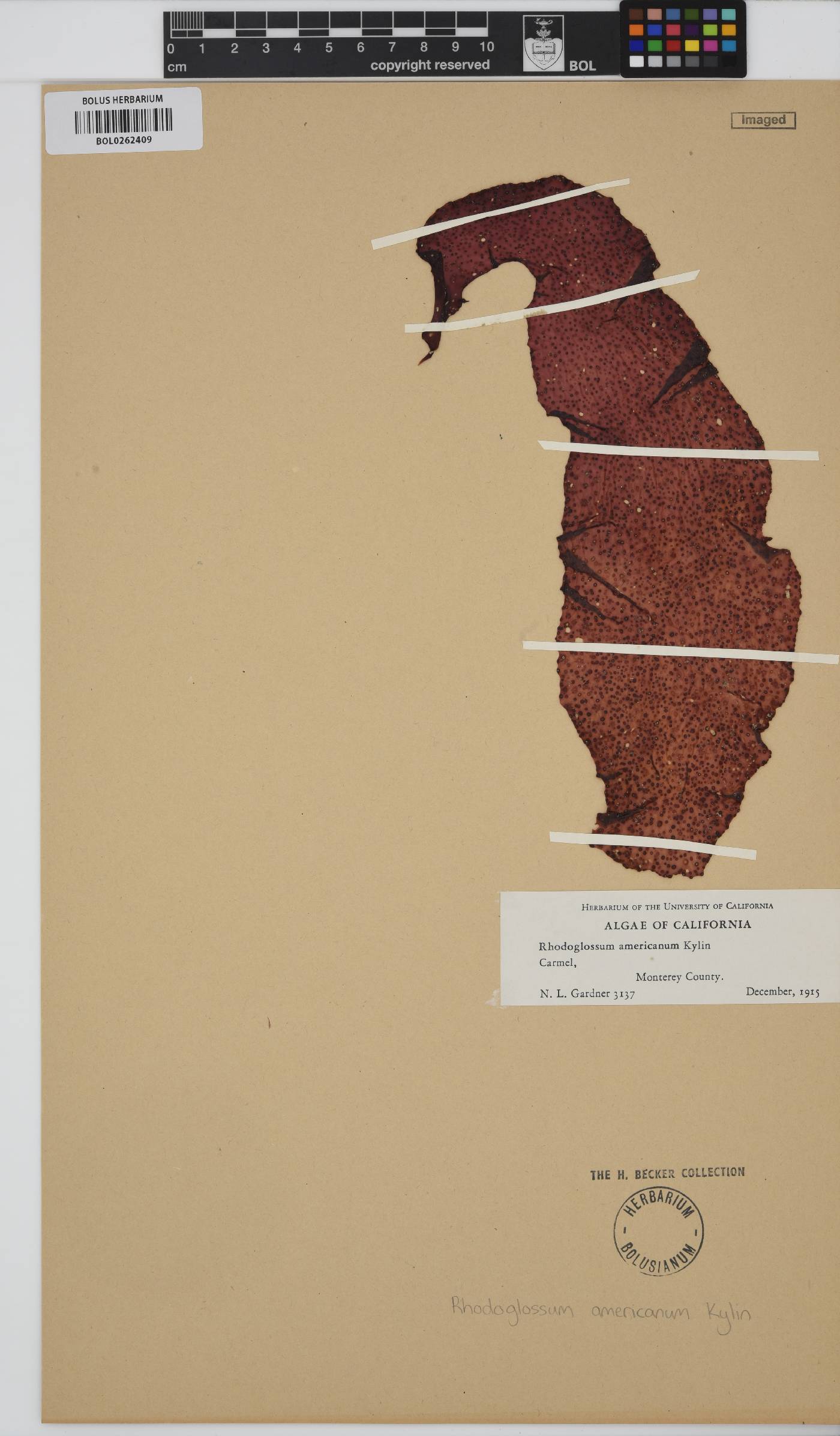 Mazzaella californica image