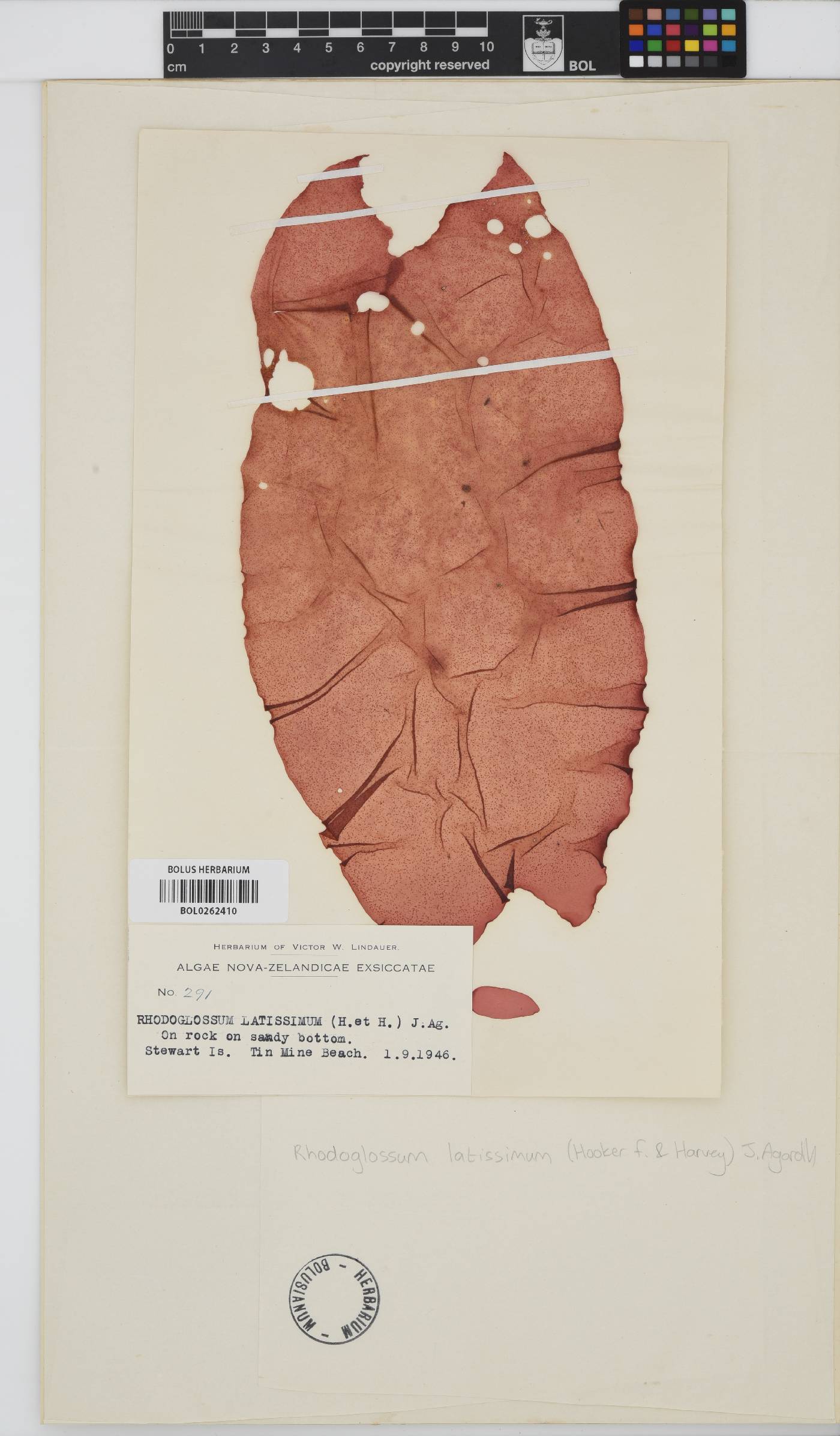 Iridaea latissima image