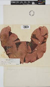 Image of Mazzaella rosea
