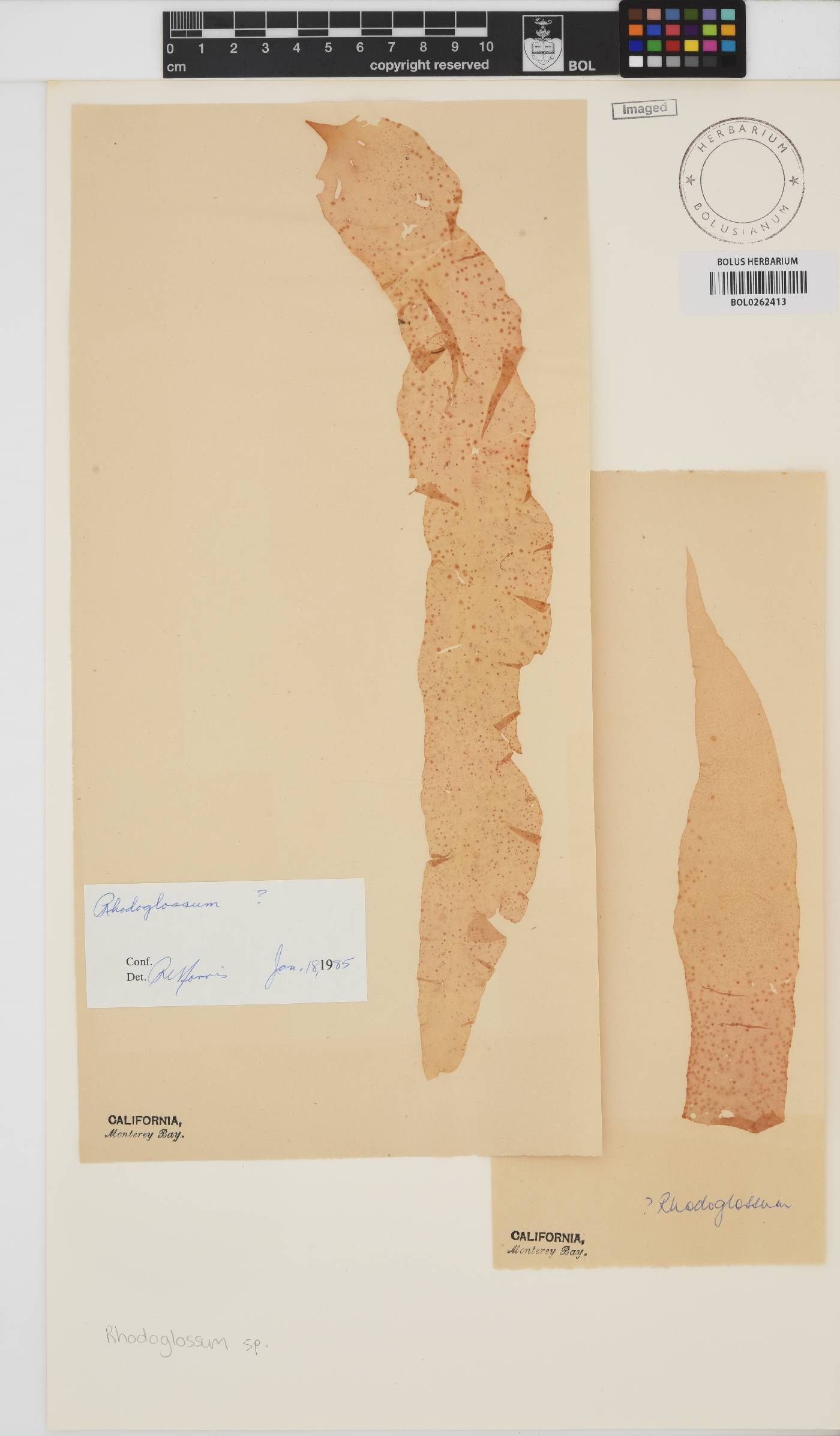 Rhodoglossum image
