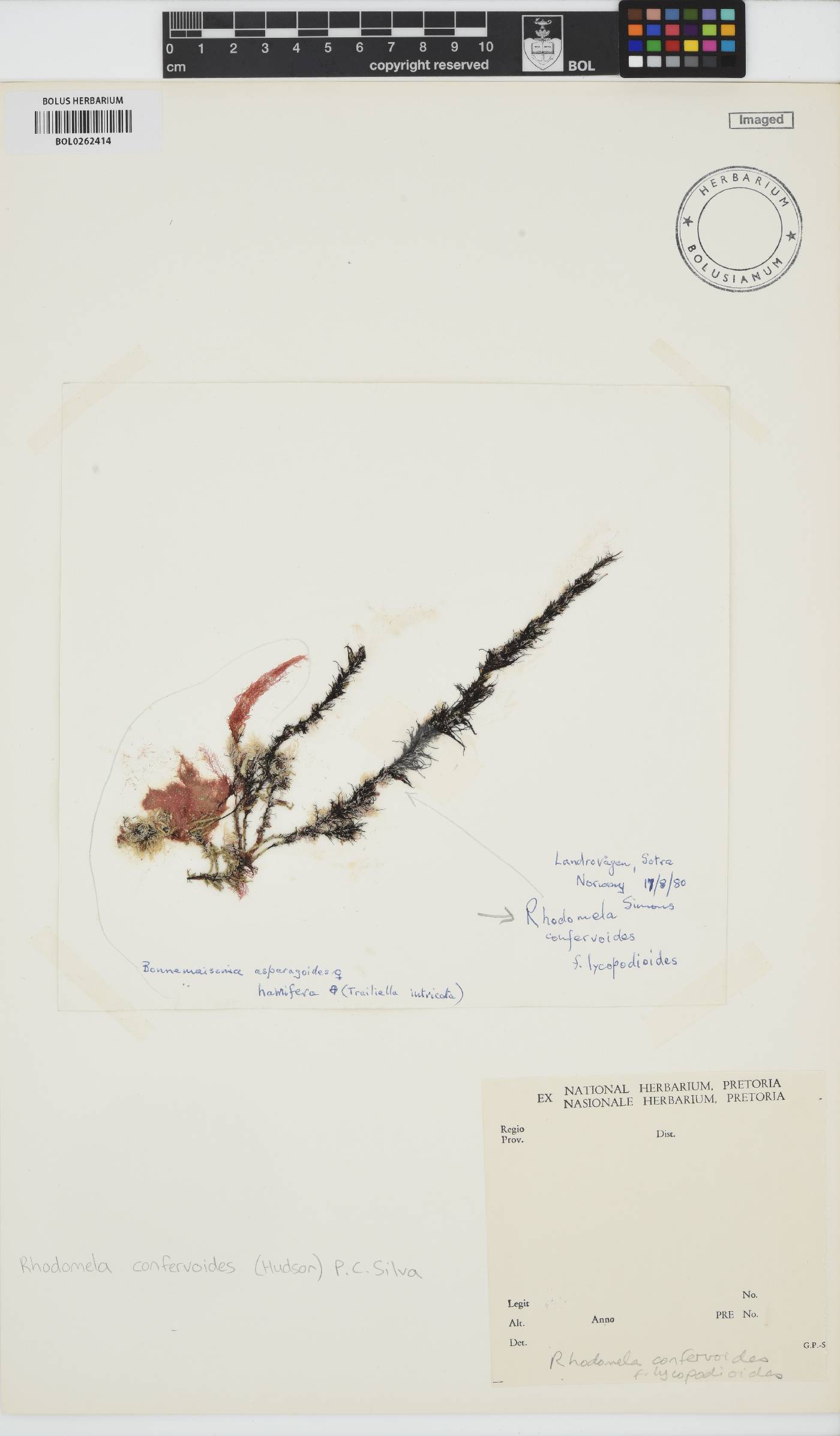 Rhodomela confervoides image