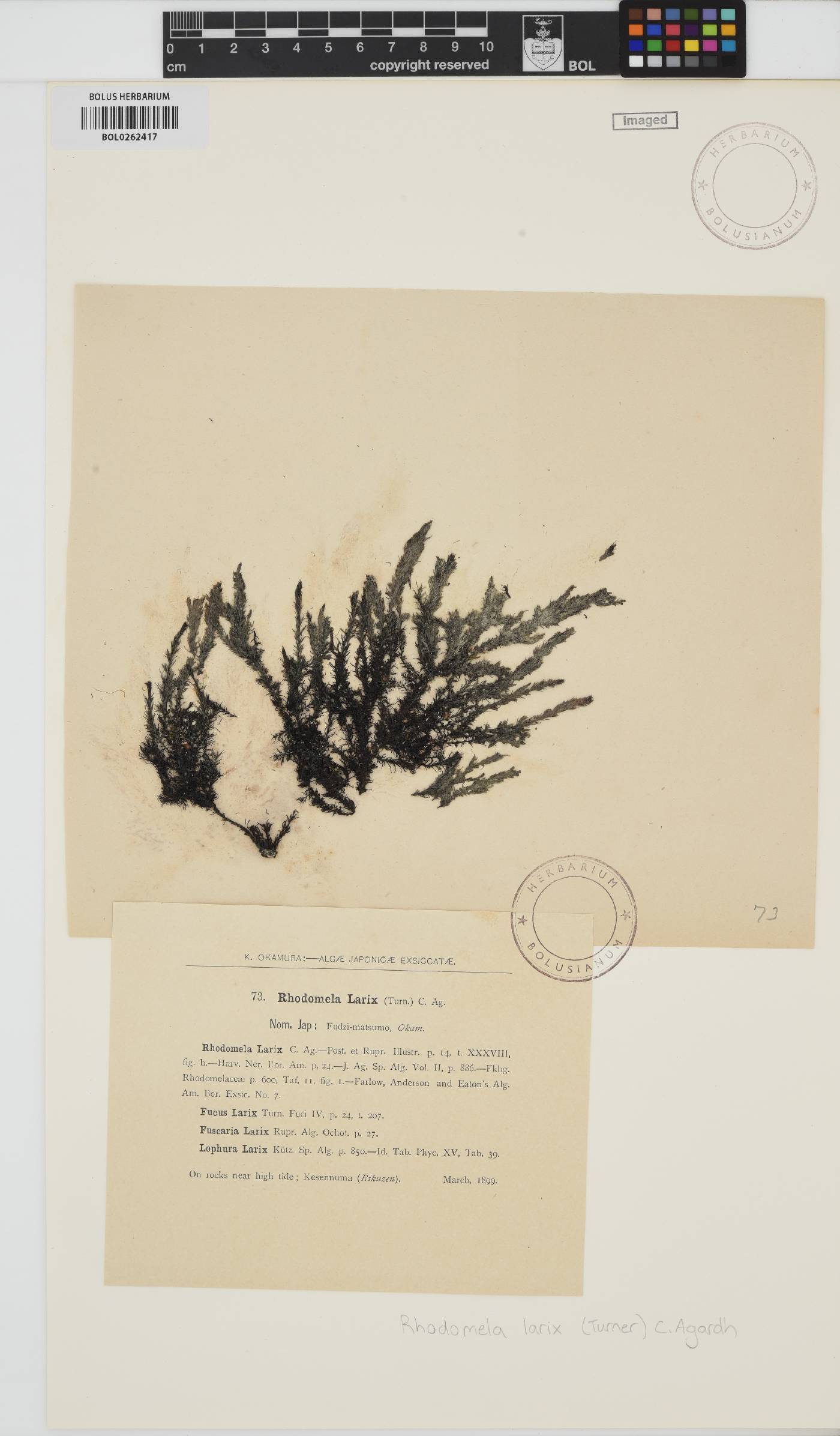 Neorhodomela larix image