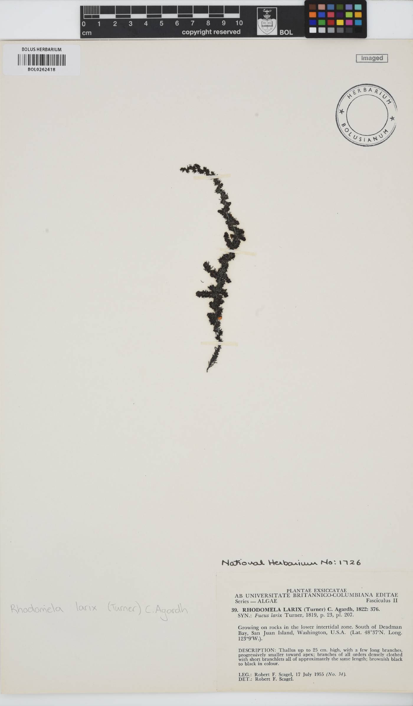 Neorhodomela larix image