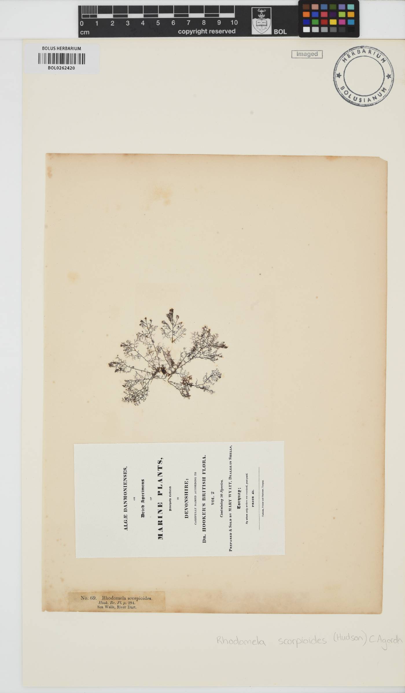 Bostrychia scorpioides image
