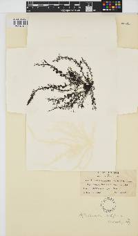 Rhodomela confervoides image