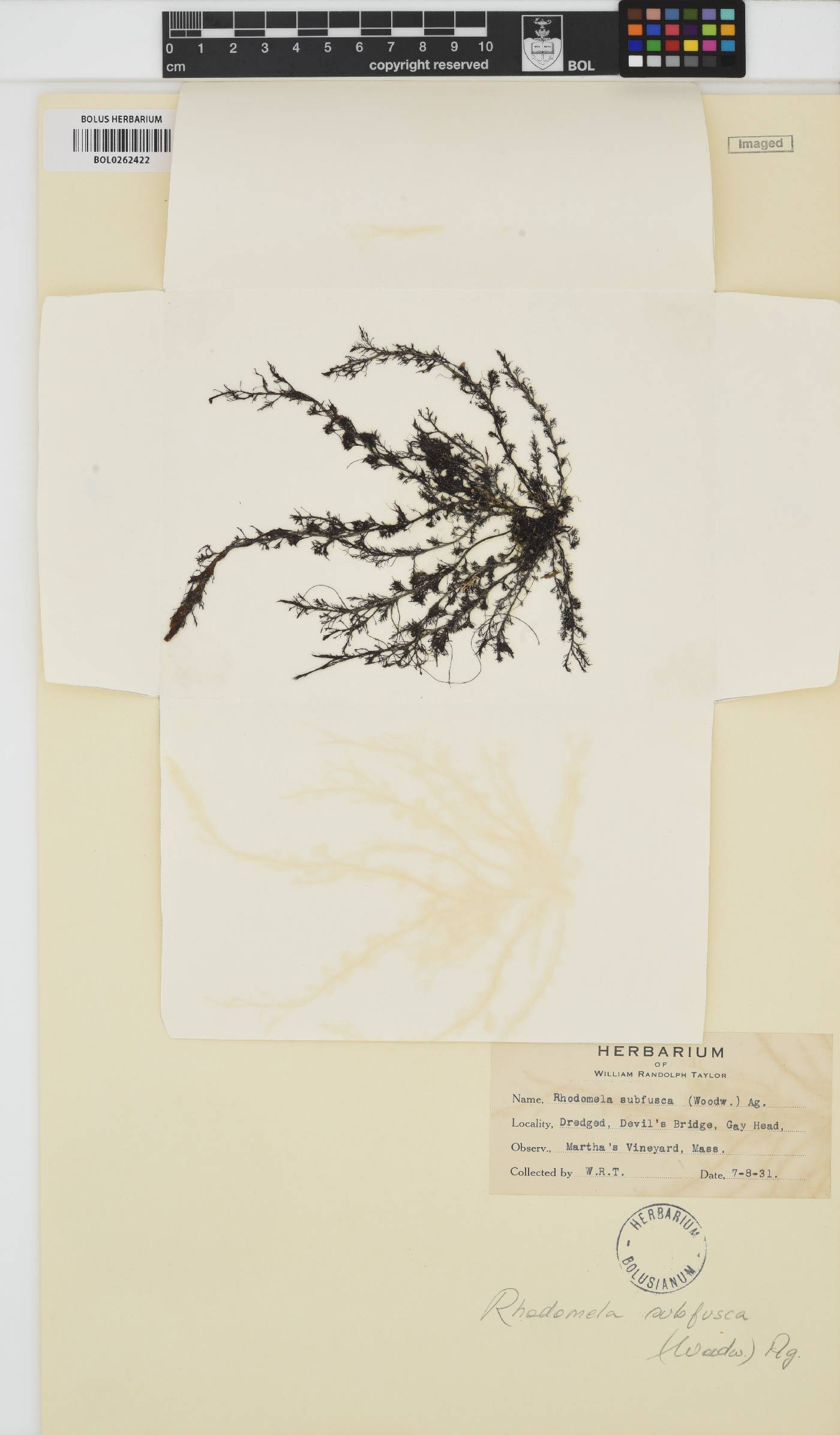 Rhodomela image