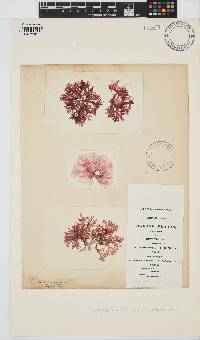 Image of Rhodophyllis bifida
