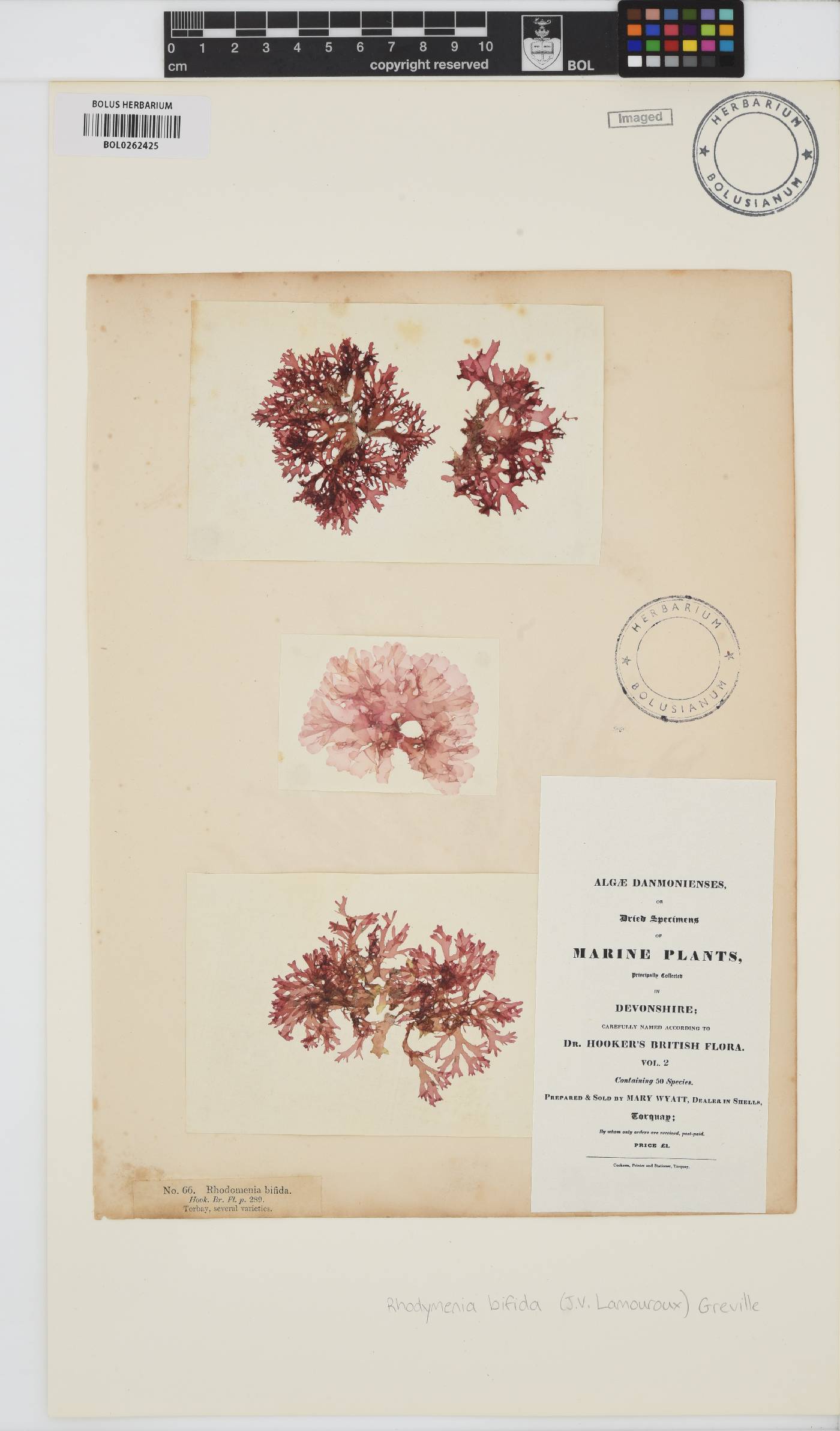 Rhodophyllis bifida image