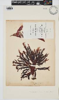 Calliblepharis ciliata image