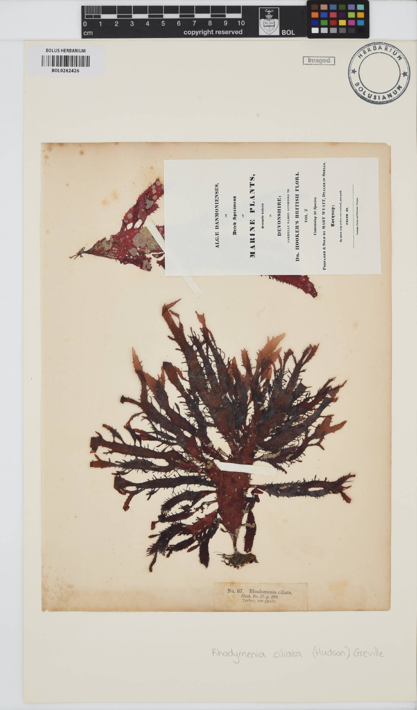 Calliblepharis ciliata image