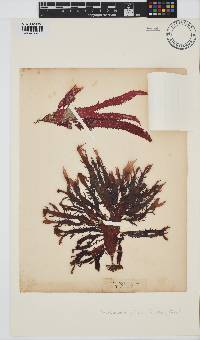 Calliblepharis ciliata image