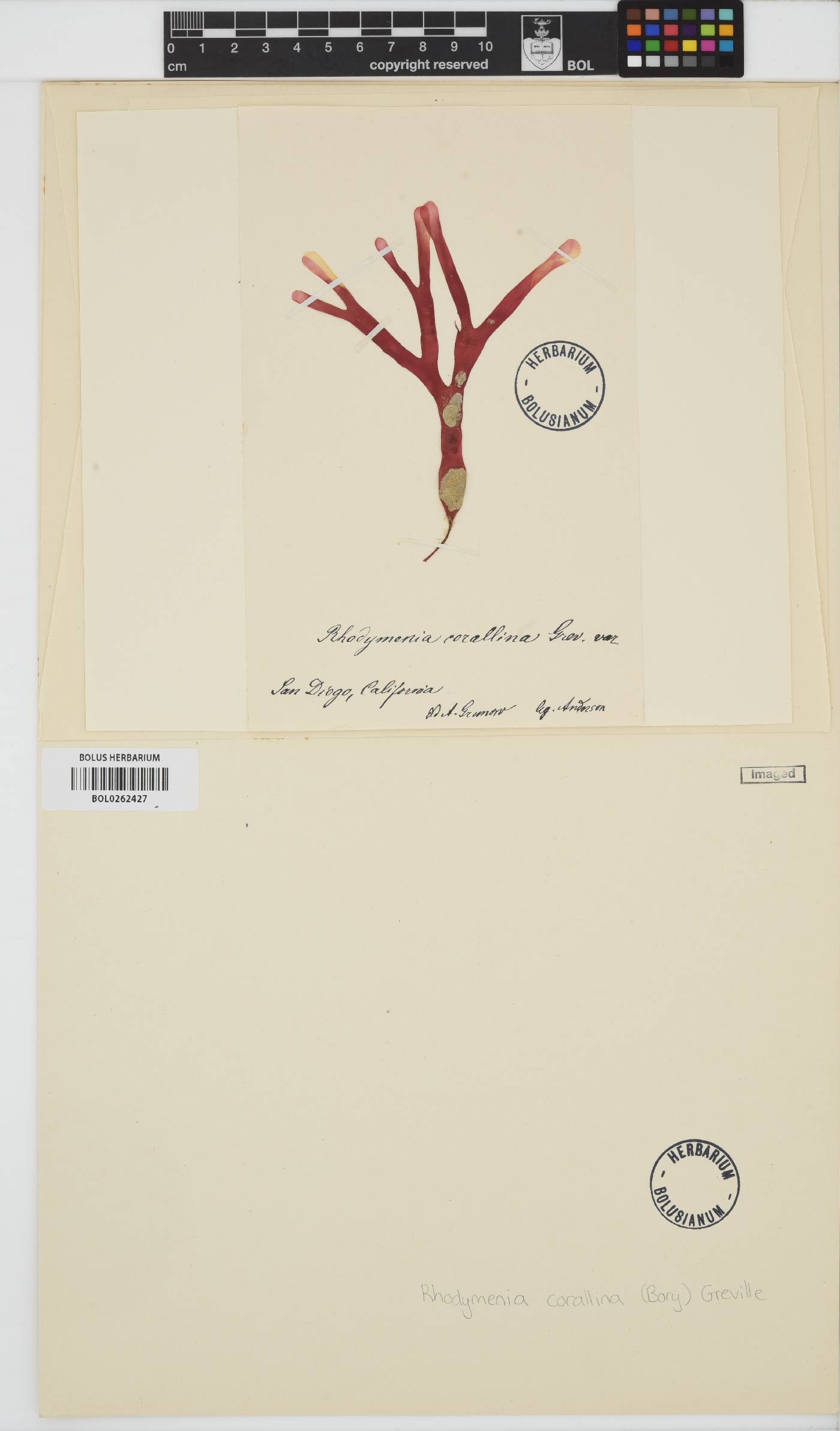 Rhodymenia corallina image