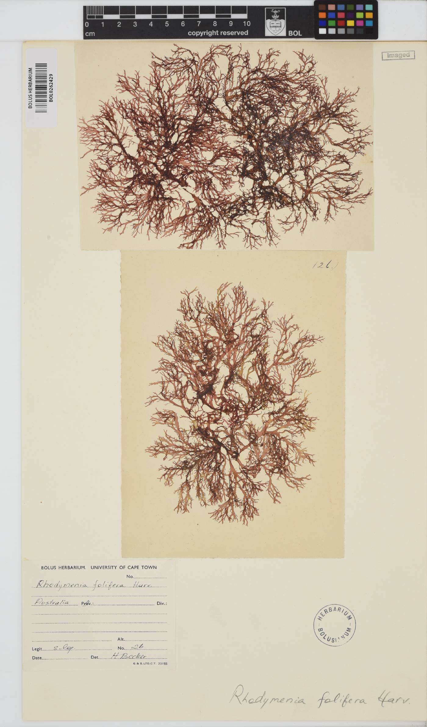 Halopeltis australis image