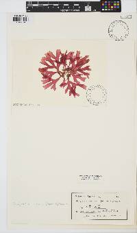 Image of Rhodymenia intricata