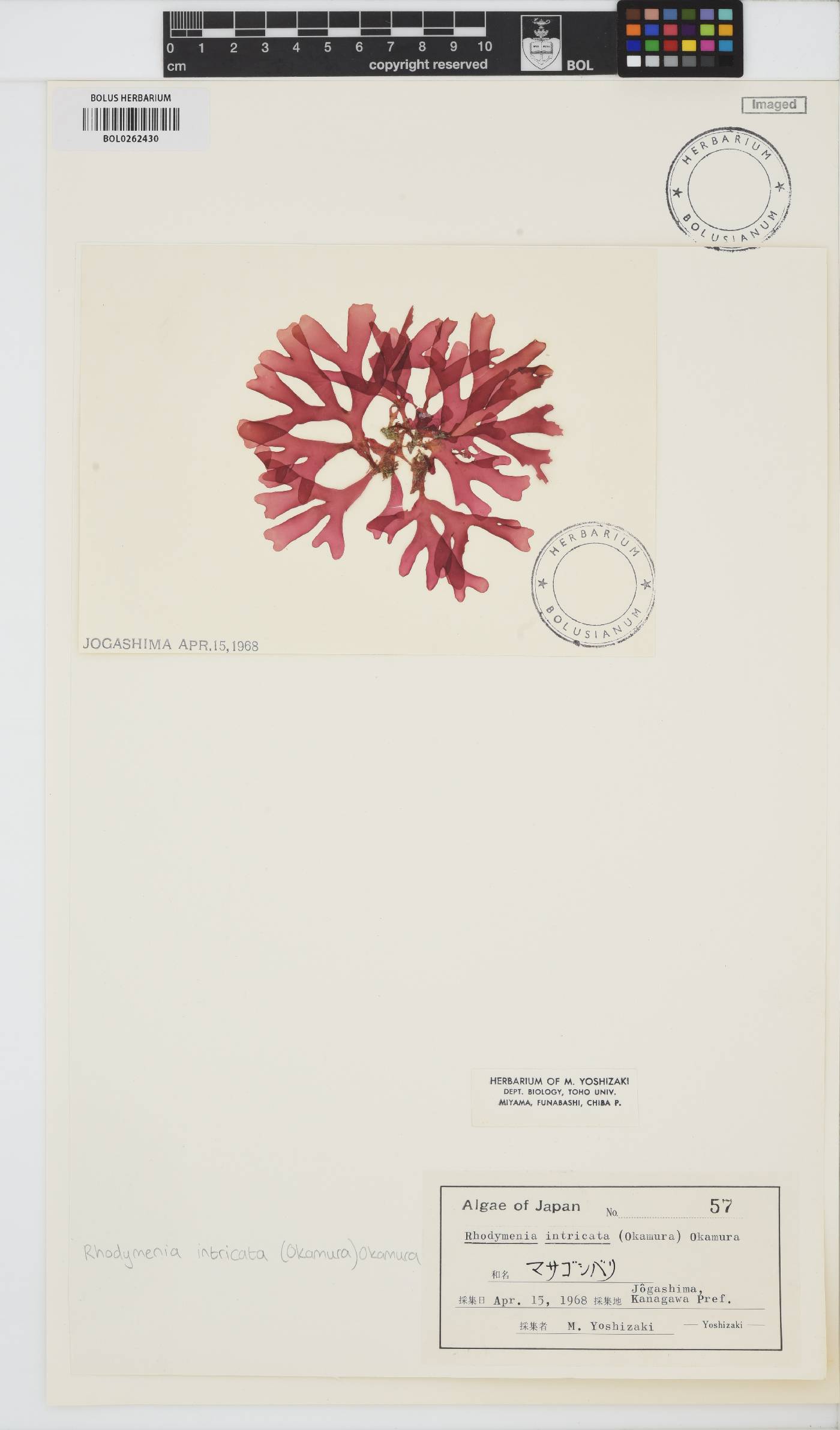 Rhodymenia intricata image