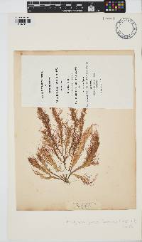 Calliblepharis jubata image