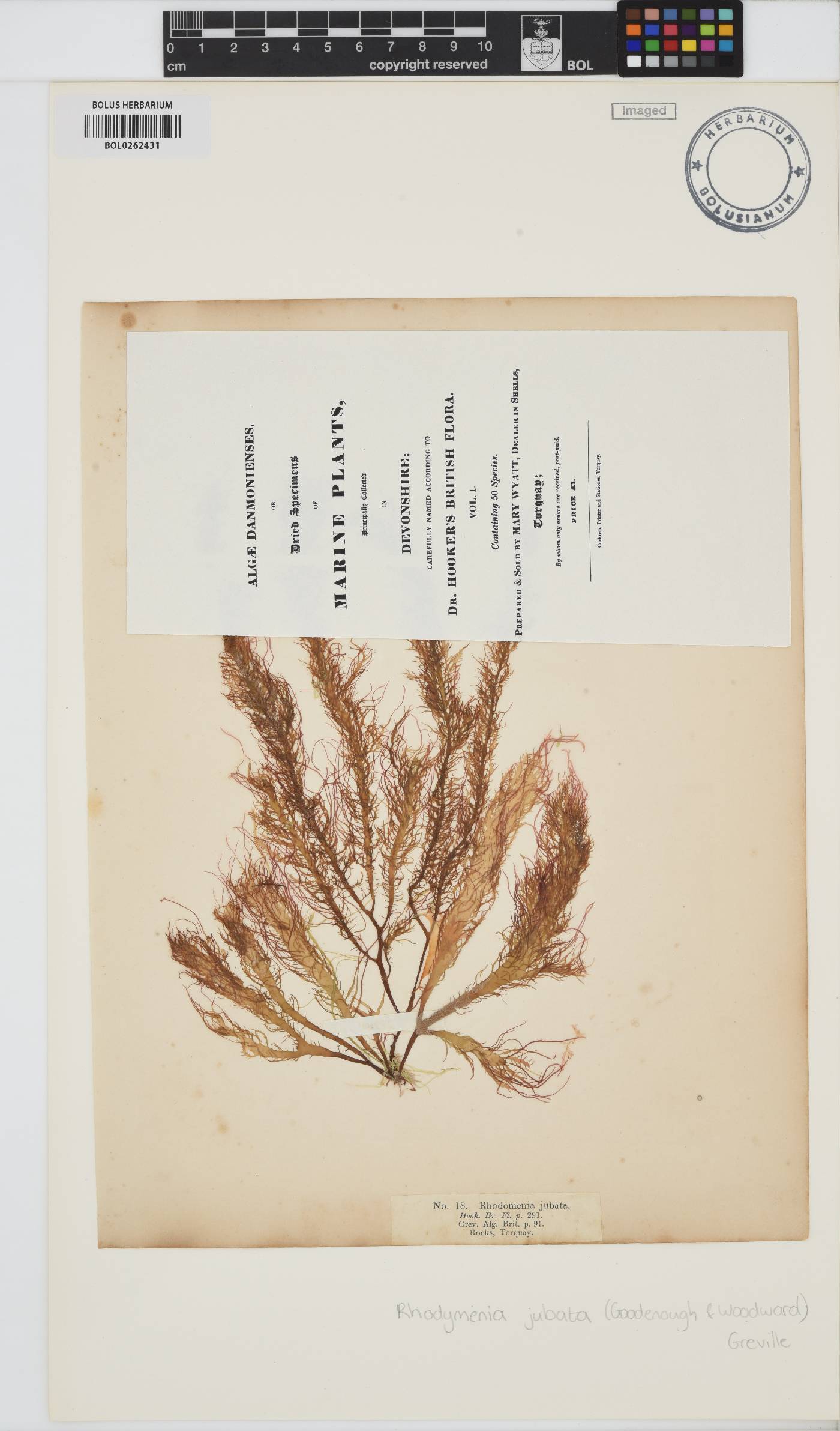 Calliblepharis jubata image