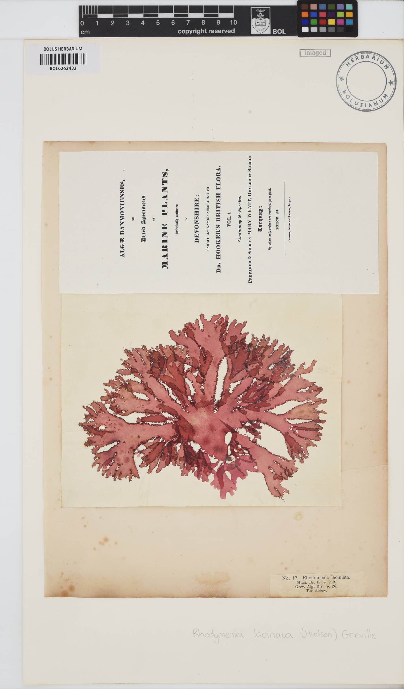 Metacallophyllis laciniata image
