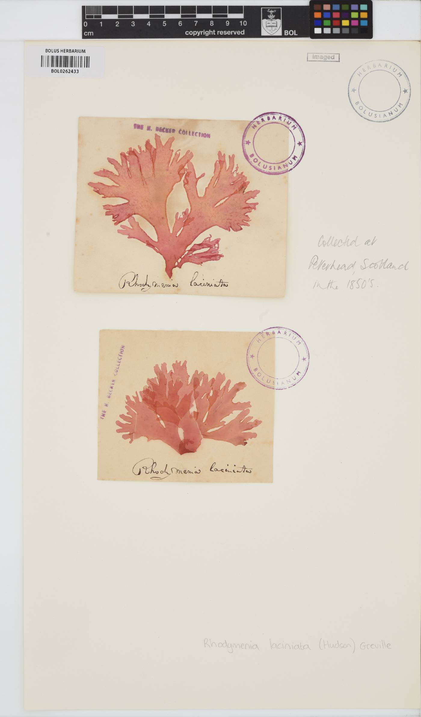Metacallophyllis laciniata image