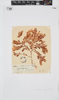Plocamium rigidum image