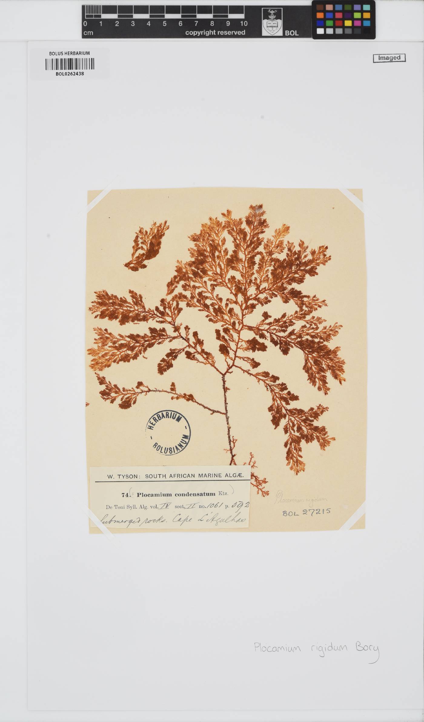 Plocamium rigidum image