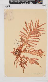 Plocamium mertensii image