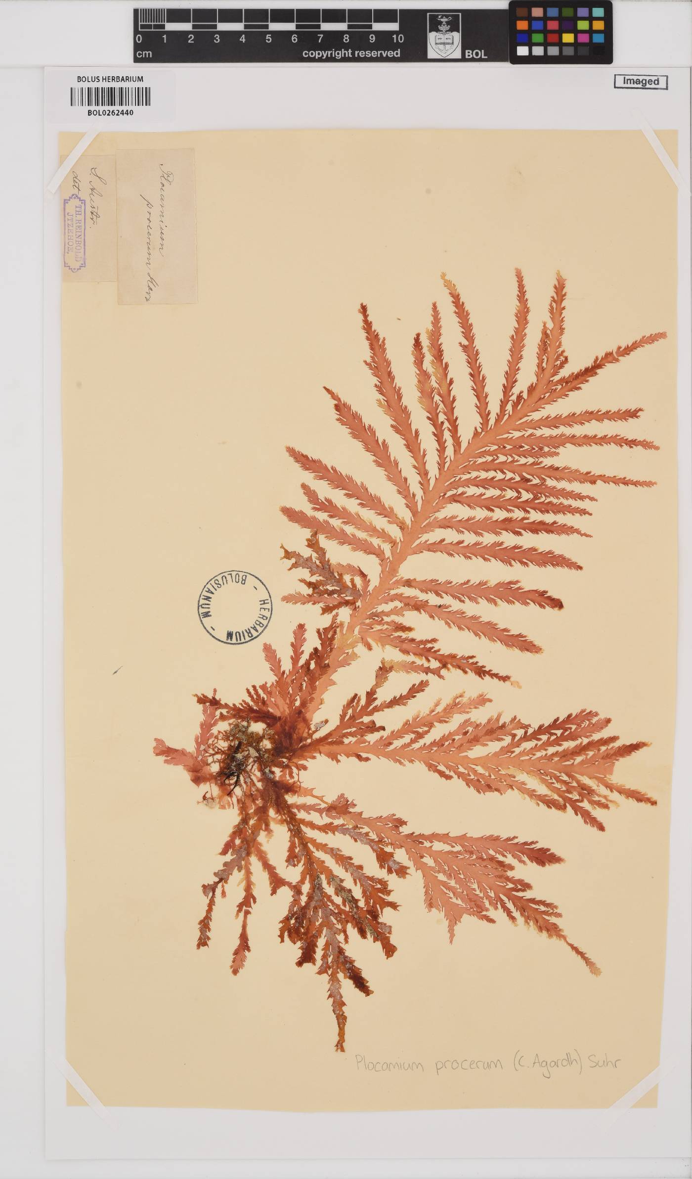 Plocamium mertensii image