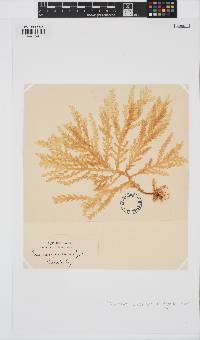 Plocamium mertensii image