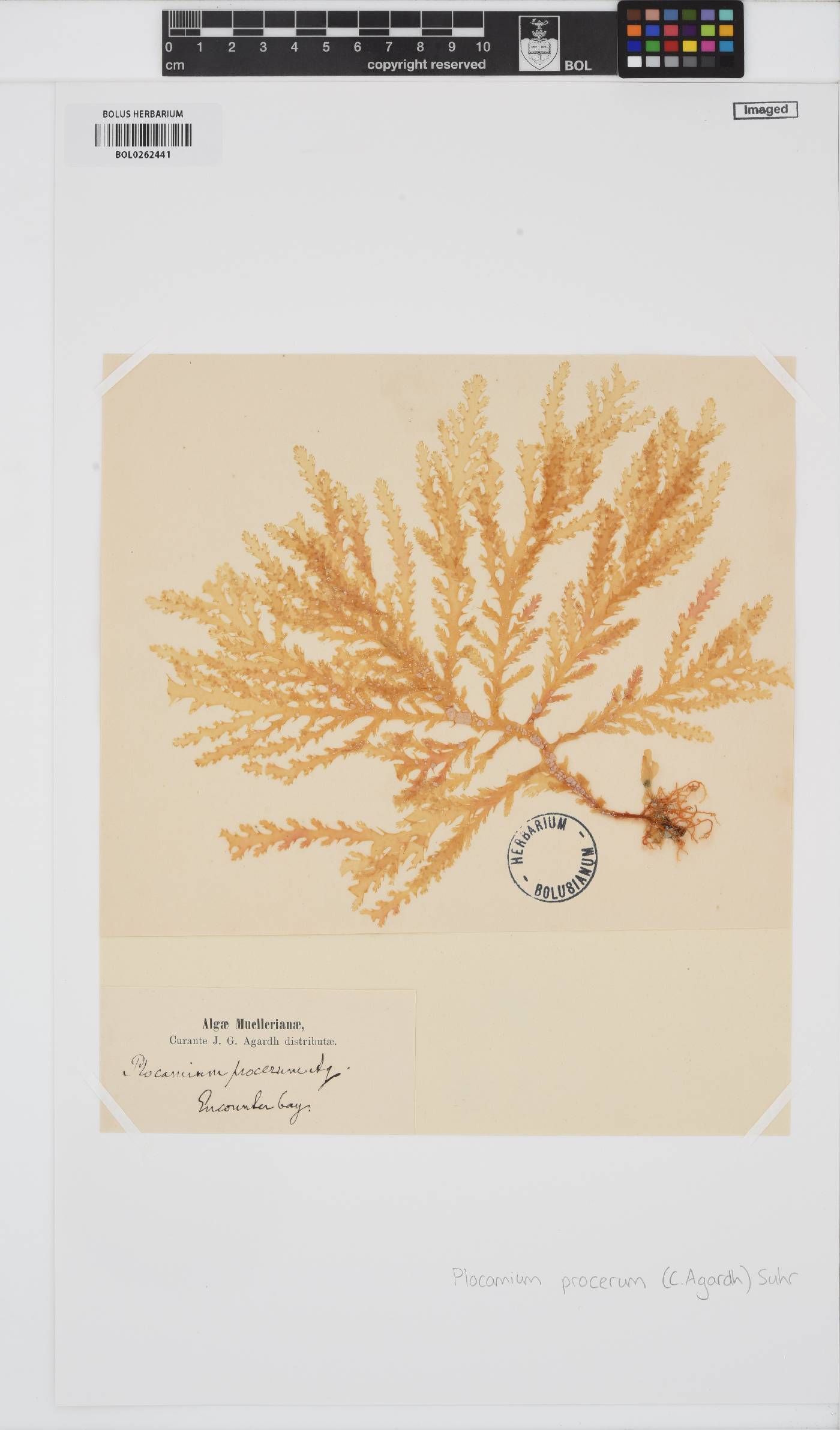 Plocamium mertensii image