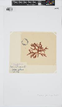 Plocamium preissianum image
