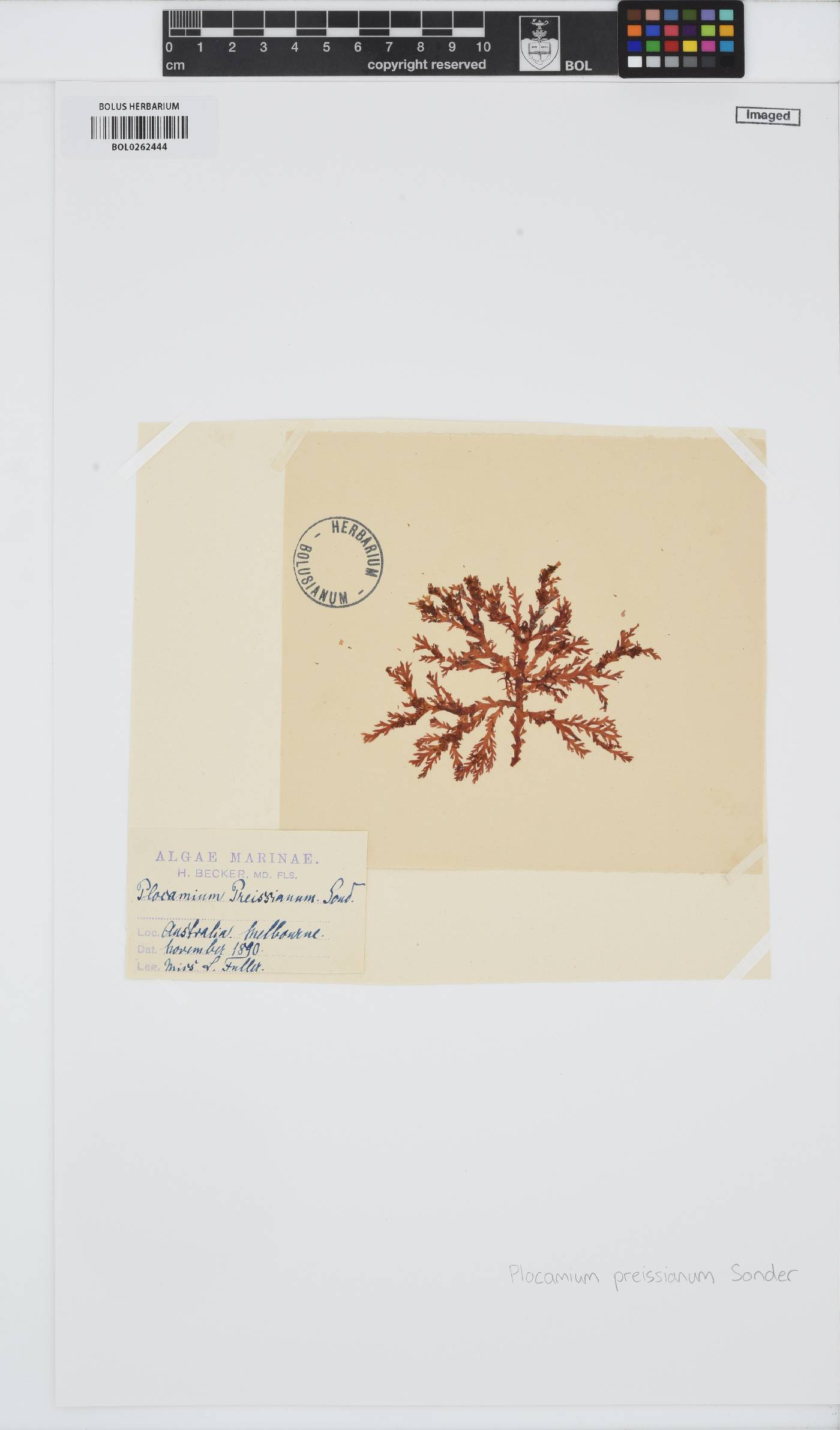 Plocamium preissianum image