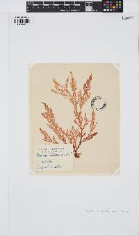 Plocamium preissianum image