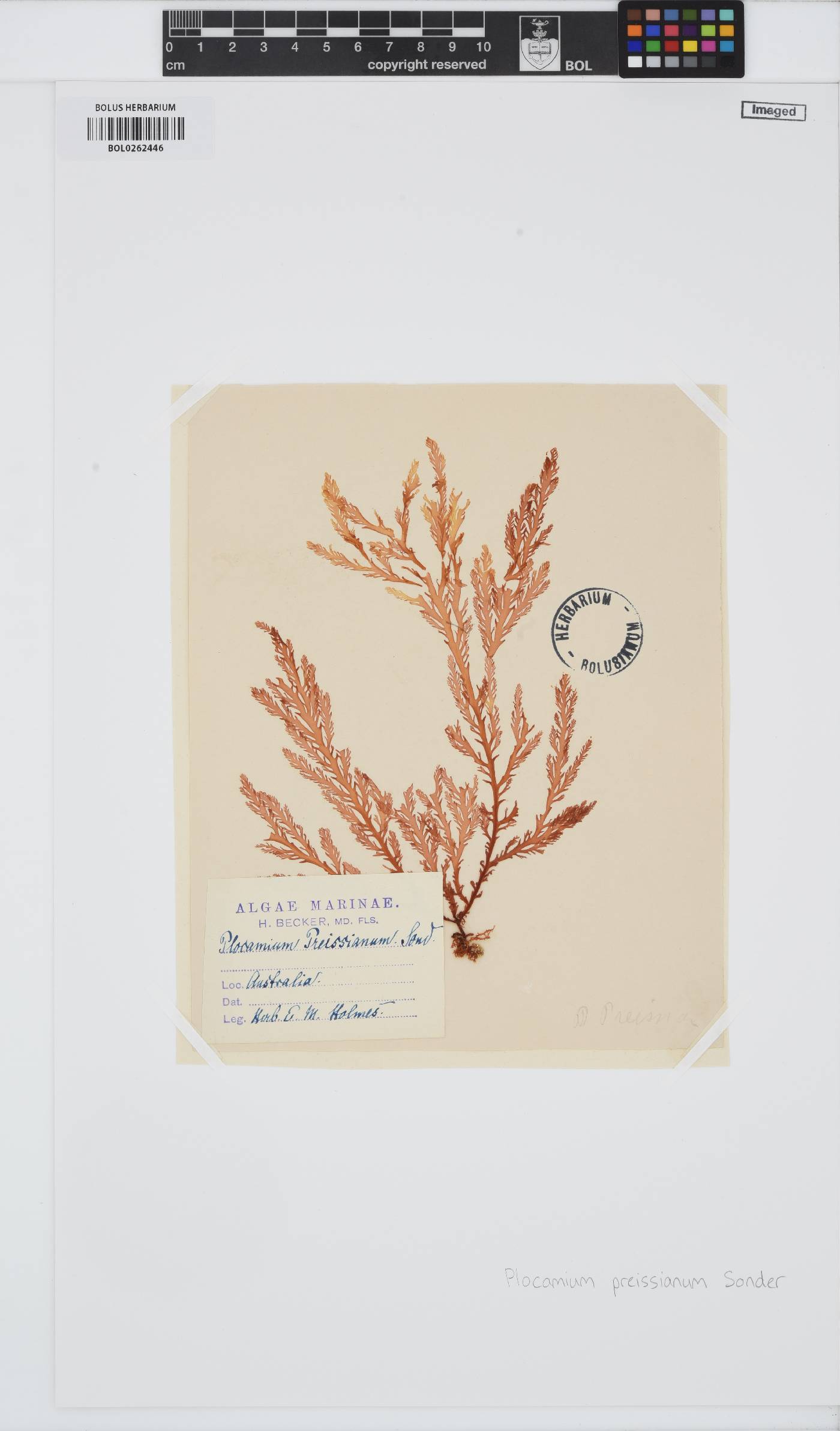 Plocamium preissianum image