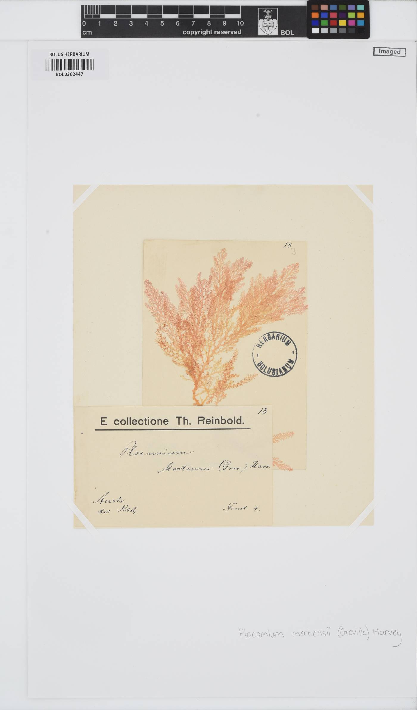 Plocamium mertensii image