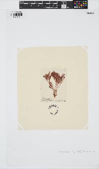 Plocamium leptophyllum image