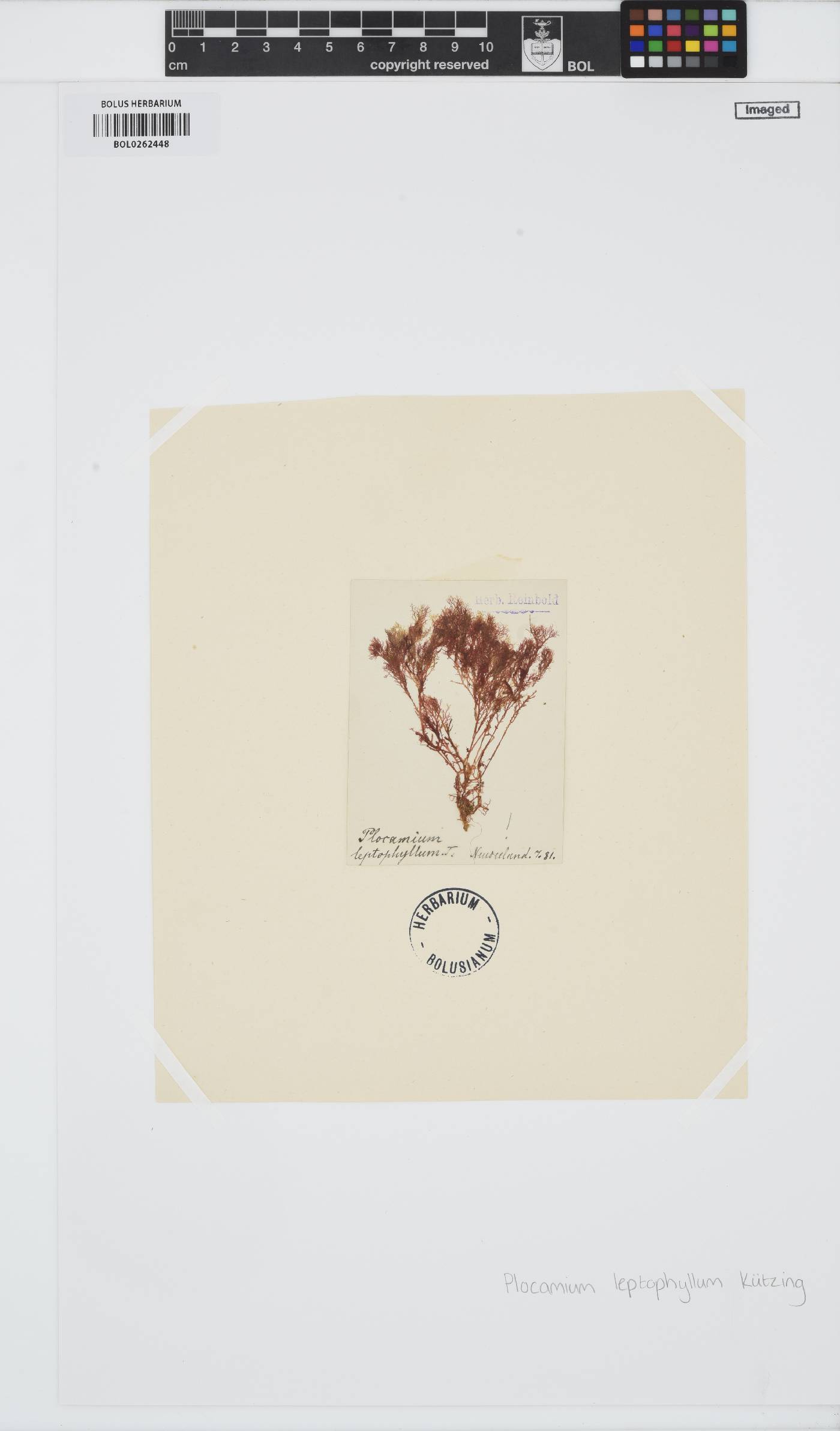 Plocamium leptophyllum image