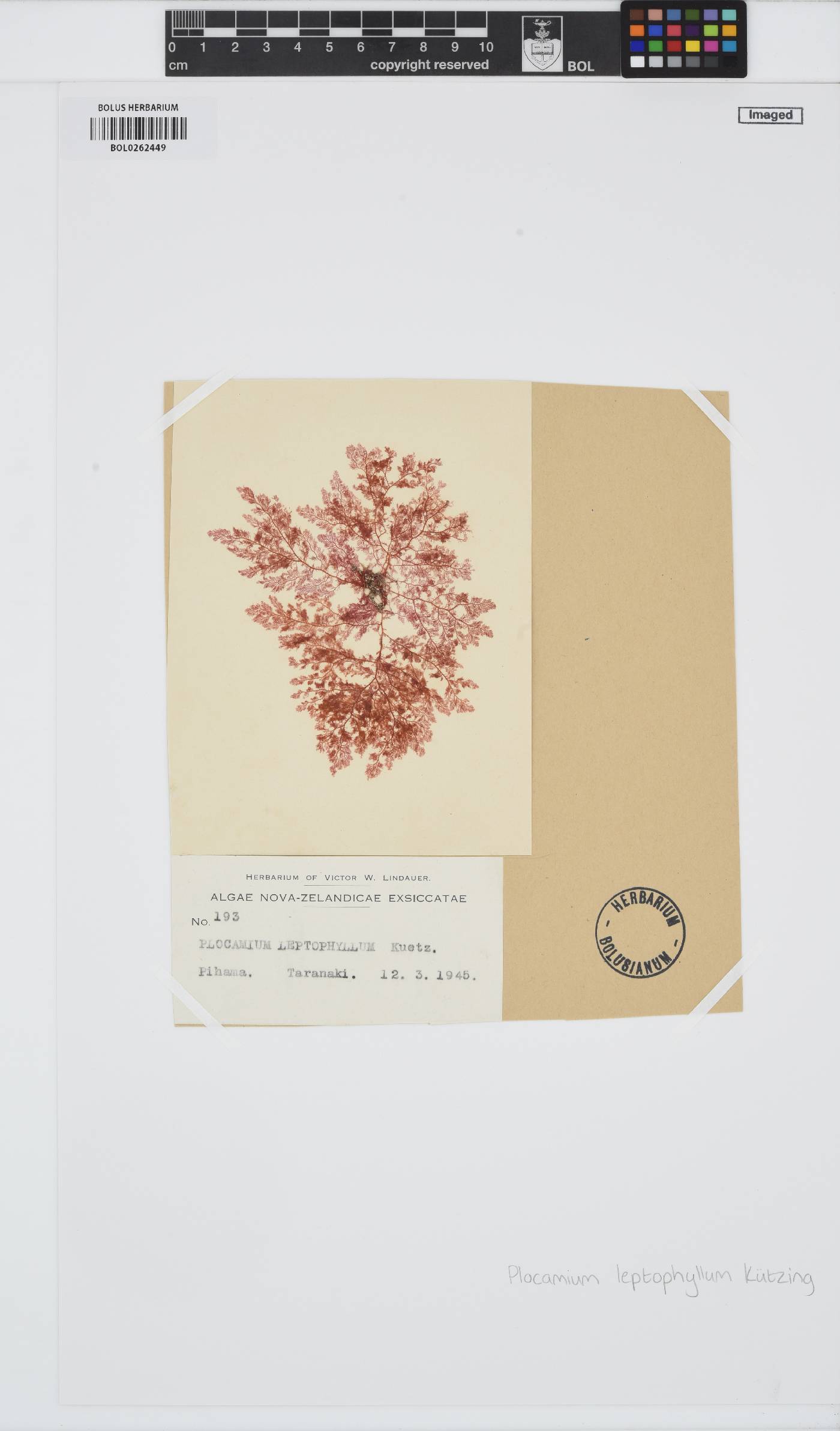 Plocamium leptophyllum image