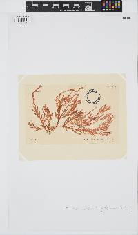 Plocamium cirrhosum image