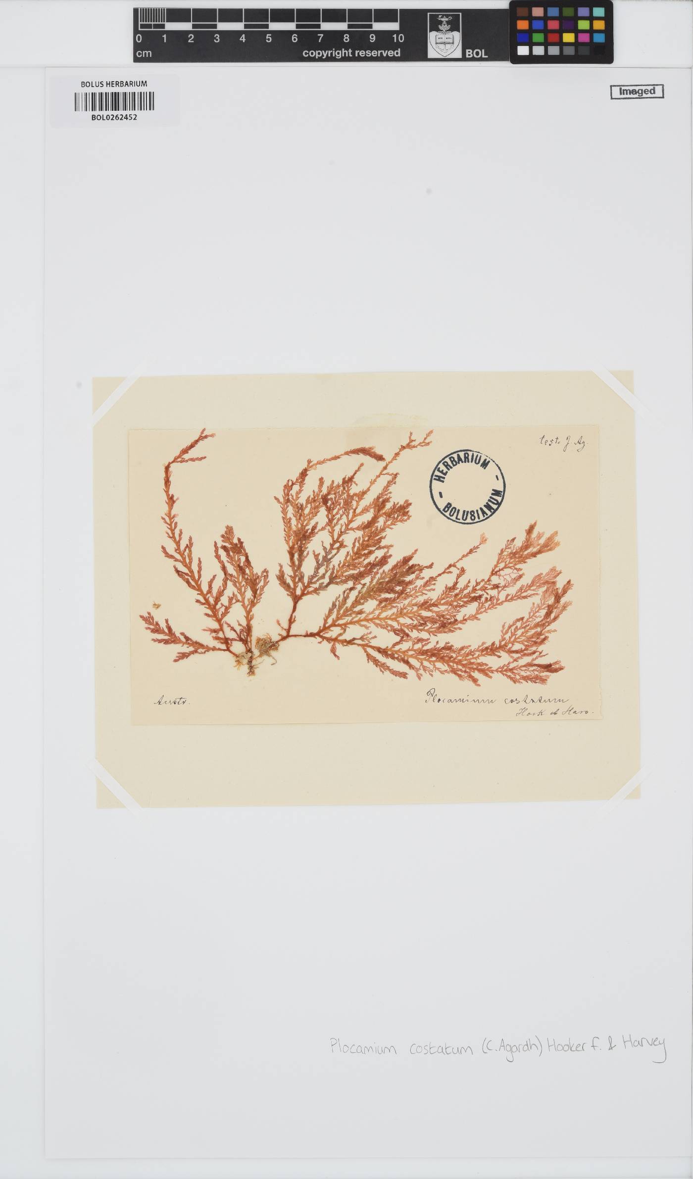 Plocamium cirrhosum image