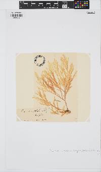 Plocamium cirrhosum image