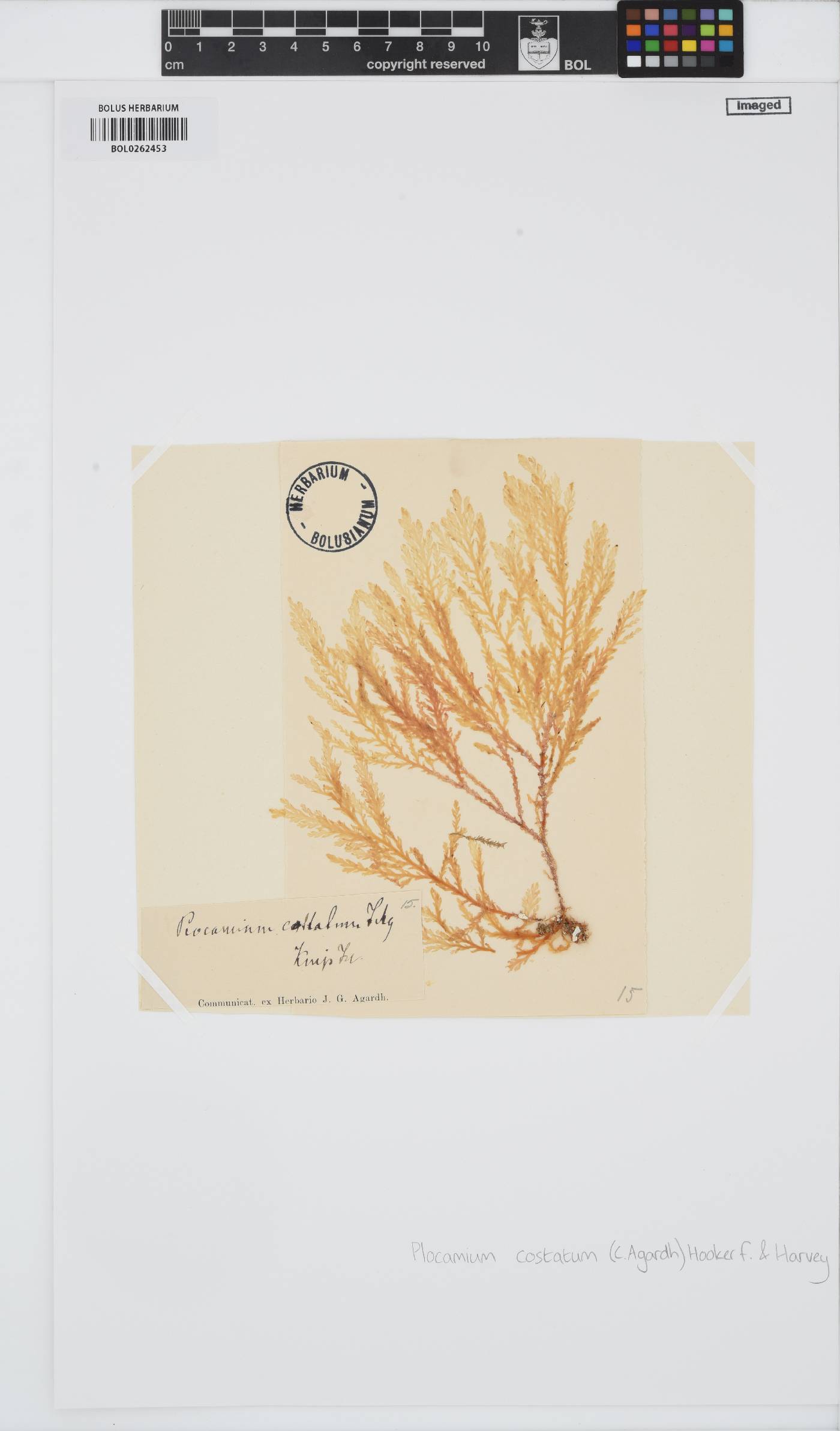 Plocamium cirrhosum image