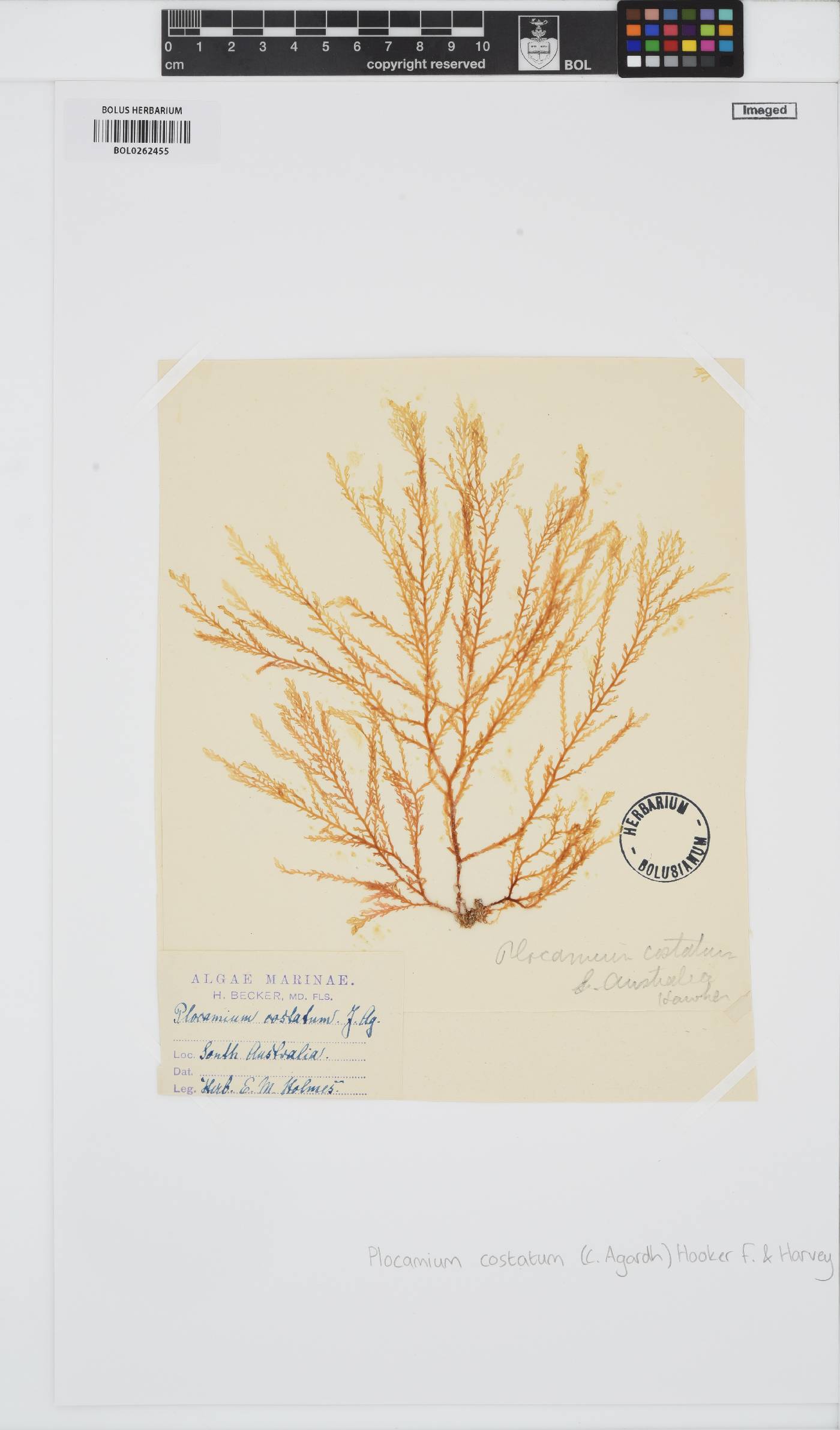 Plocamium cirrhosum image