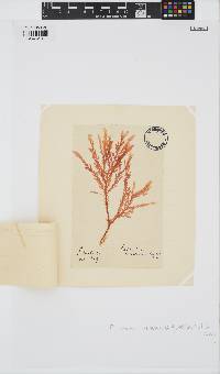 Plocamium cirrhosum image