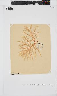 Plocamium cirrhosum image
