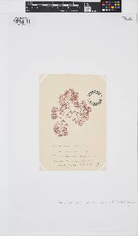 Plocamium cartilagineum image