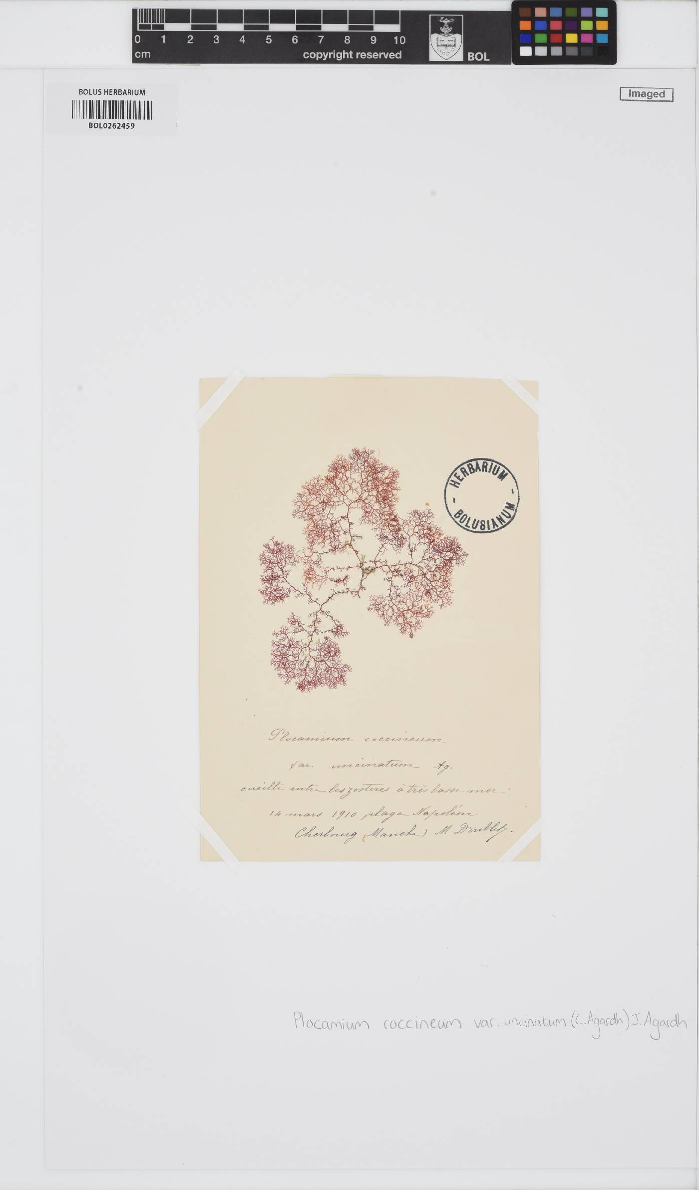 Plocamium cartilagineum image