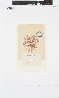 Plocamium cartilagineum image
