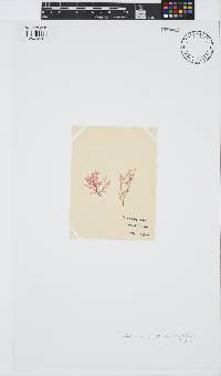 Plocamium cartilagineum image