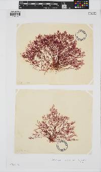 Plocamium cartilagineum image